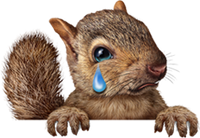 Crying Squirrel