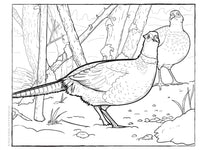 NA Wildlife Coloring Book