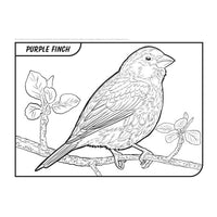 Beautiful Birds of the Northeast