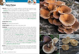 Mushrooms of the Northeast