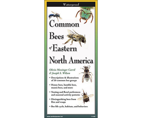 Common Bees of North America