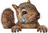 Crying Squirrel