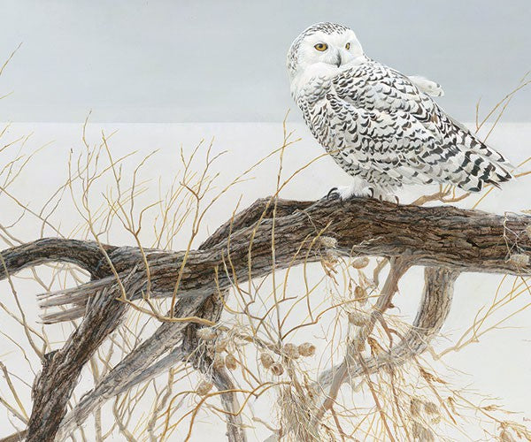 Snowy owl standing on a fallen willow branch in the snow
