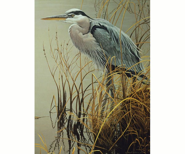 Great Blue Heron sitting among the reeds