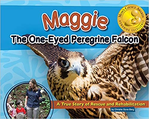 Maggie the One Eyed Peregrine