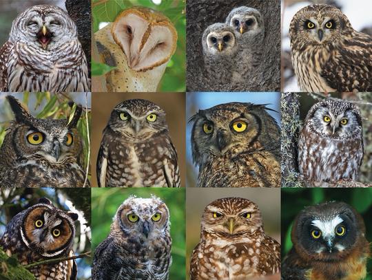 Owls and Owlets Puzzle